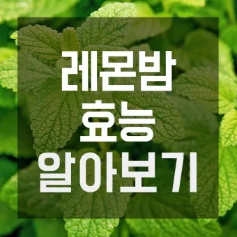레몬밤 재배 반그늘 배치 화분 재배 잎 차로 활용_3