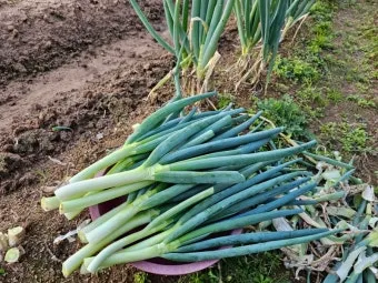 텃밭 대파 키우는 방법 파종 시기_13