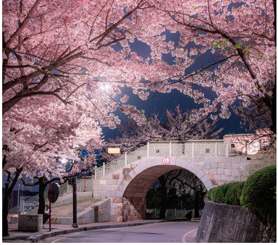 수원-팔달산-벚꽃