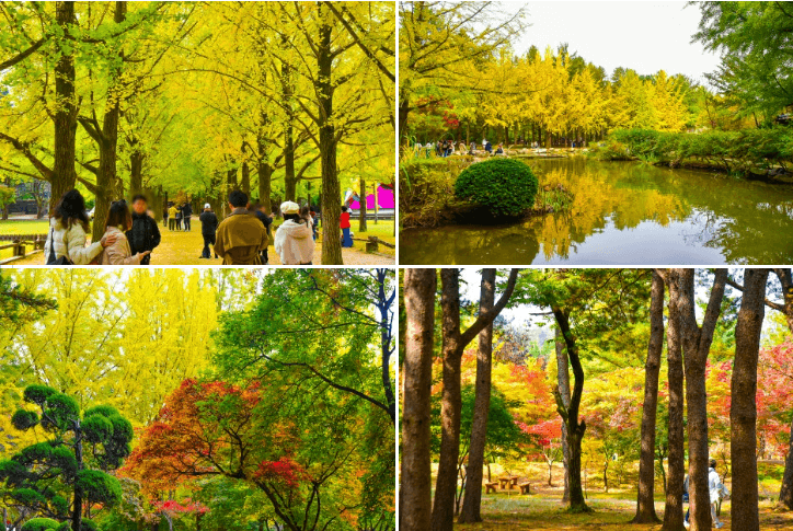 2024 단풍절정시기 지도 명소 설악산 축제 가을 지역별 시기 정보 화담숲 단풍