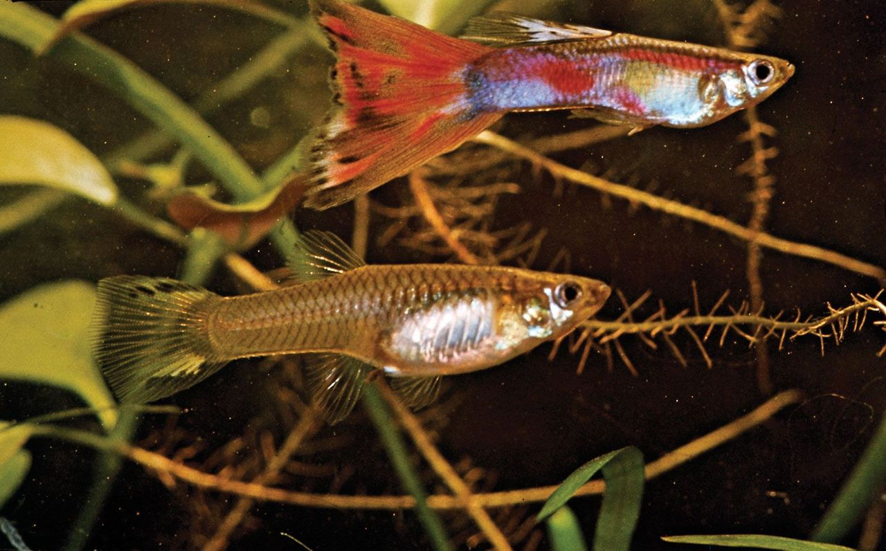 &copy; (Top) Male and (bottom) female guppies ( Lebistes reticulatus ), Jane Burton&mdash;Bruce Coleman Ltd.