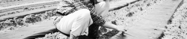 참깨 파종시기, 참깨 재배법 건조한 환경