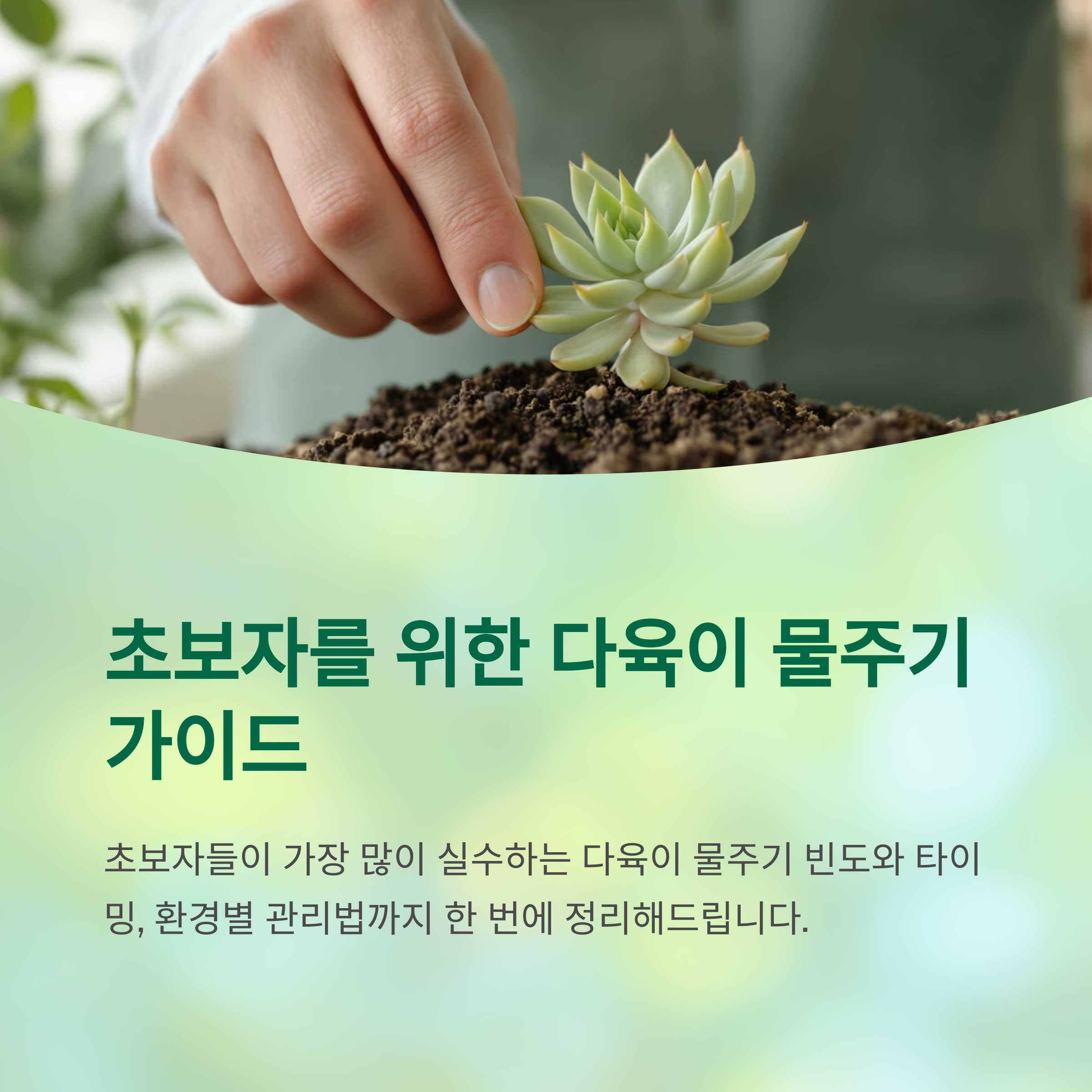 초보자를 위한 다육이 물주기 가이드
