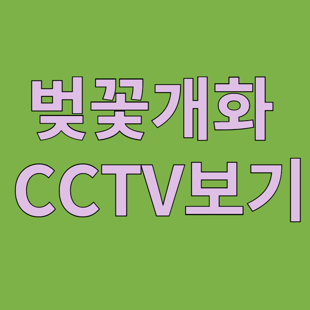 벚꽃개화 cctv보기 썸네일