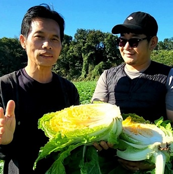 배추수확의달인