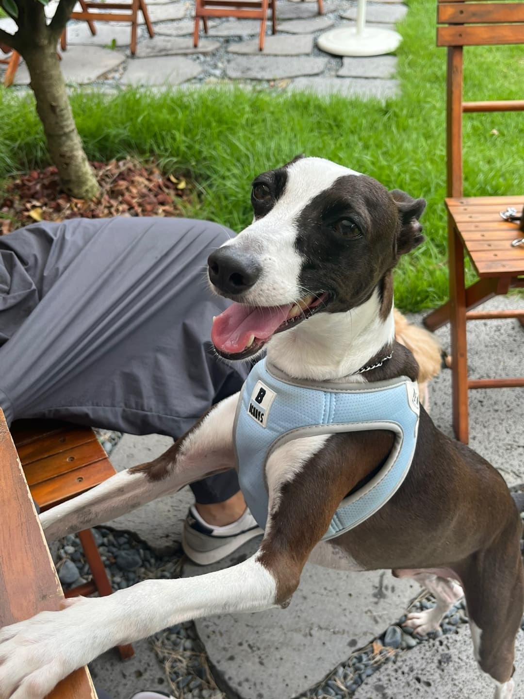 노령견의 치아 건강: 예방과 관리의 중요성