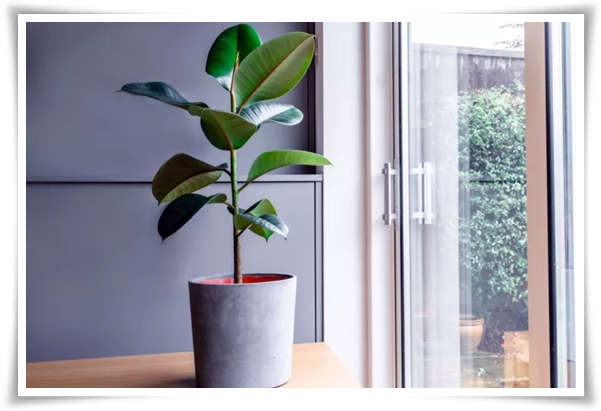 "고무나무 키우기" 실내 정원에 매력을 더하는 초록 친구!