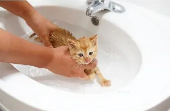 고양이 쉽게 목욕하는 방법과 준비 요령_18