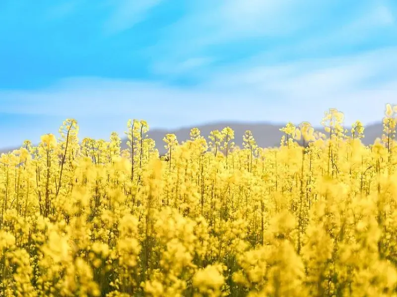 제주 유채꽃 개화 시기 봄 여행 필수 코스_3
