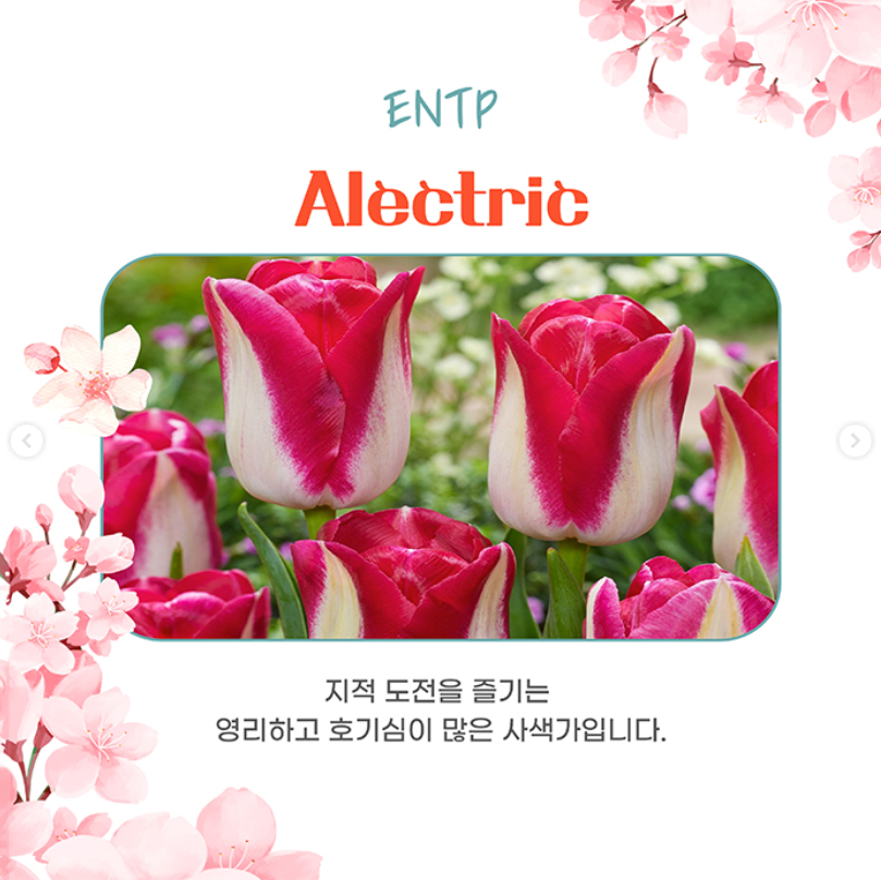 태안 세계튤립꽃박람회 일정 및 기간