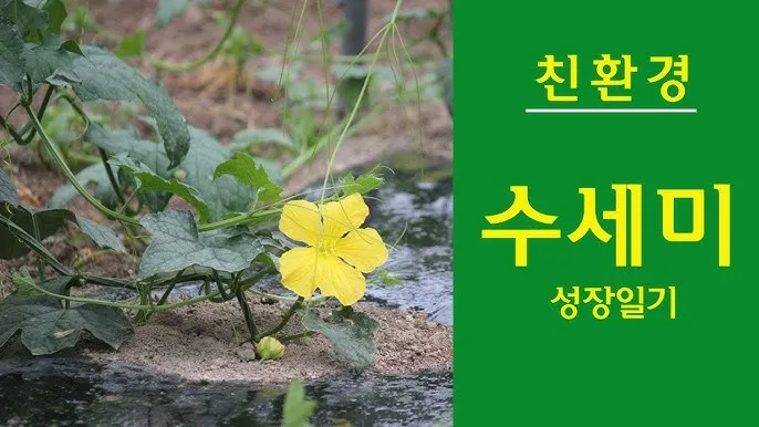 수세미 재배 덩굴 유인 통풍 관리 수확 건조_6