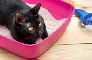 화장실에 앉는 고양이