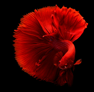 반려 어류 vs 파충류, 정서적 만족도는?