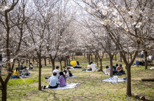 고양시 벚꽃명소 행주누리길, 경의로누리길, 바람누리길1