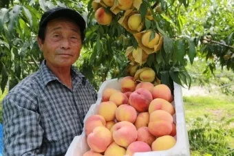 복숭아 재배 꽃 솎기 잎 따기 갈반병 방제_4