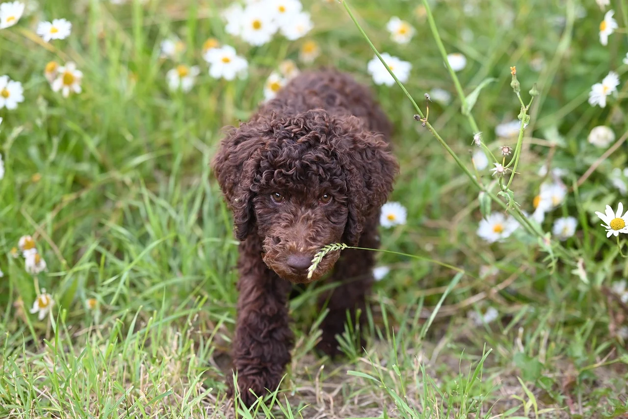 장난치는 강아지