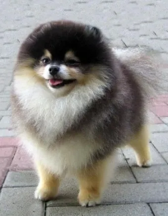 포메라니안 종류 18가지 털색깔 무늬 총정리 자료집_11