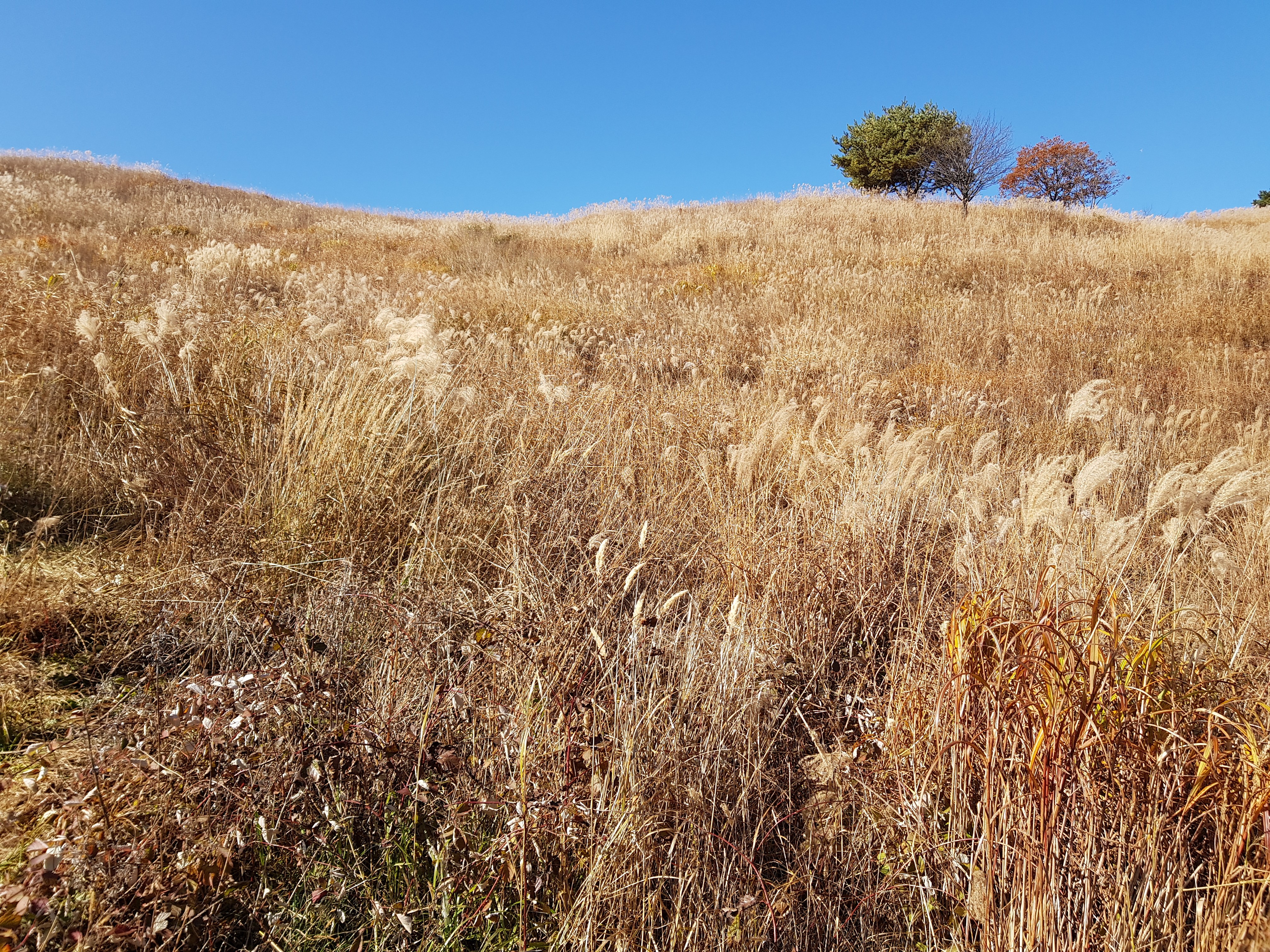 민둥산 사진('19.10)