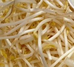 숙주나물의 효능 부작용 요리 고르는법