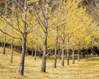 홍천 은행나무숲_5