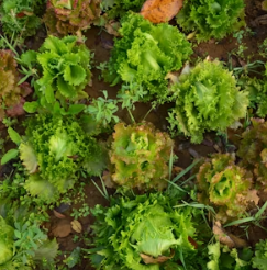 치커리 효능 부작용 뿌리 가루 고르는법 칼로리