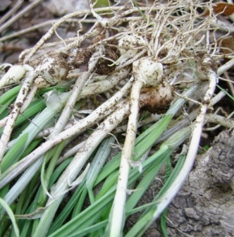 달래 효능 부작용 뿌리 고르는법