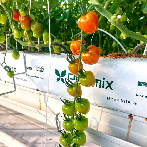 루비벨-토마토-가격-맛-파는곳-미백-자외선차단-효능