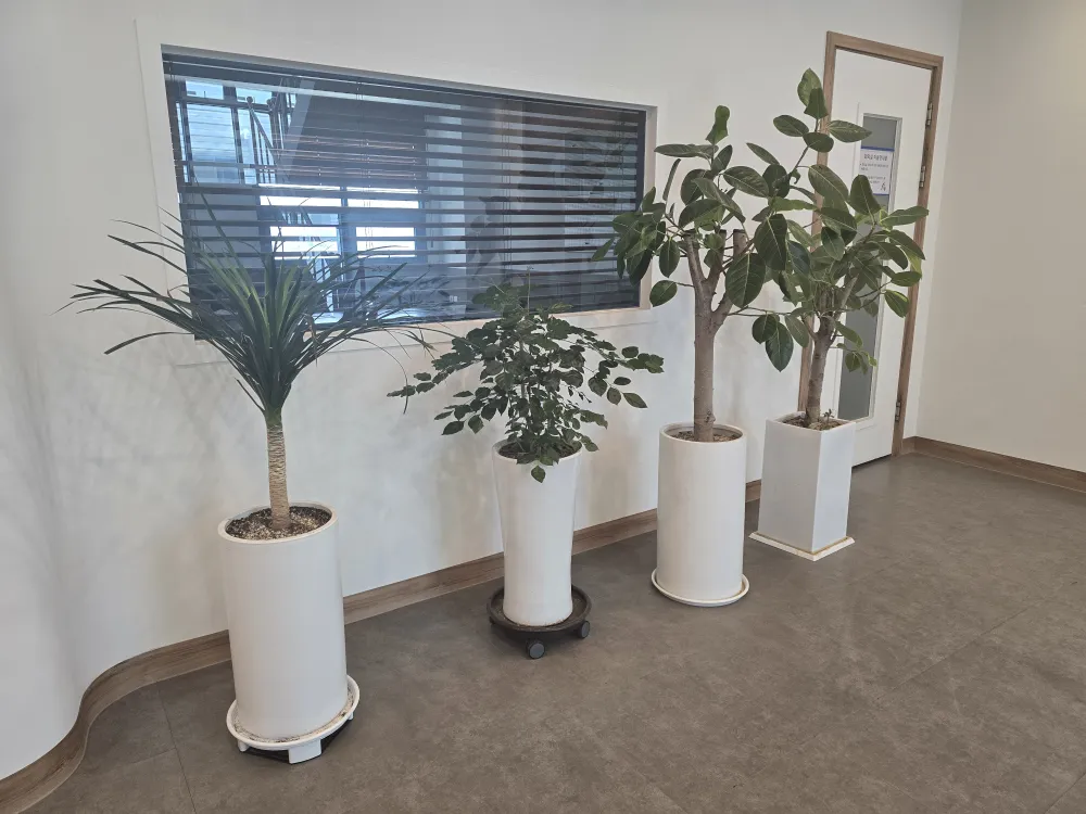 &amp;quot;실내식물