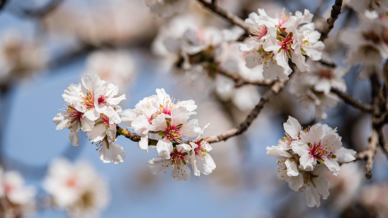 가성비 좋은 봄축제 관련 사진