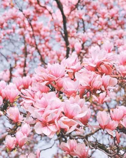 2024년 전국 벚꽃 개화시기 및 명소 추천