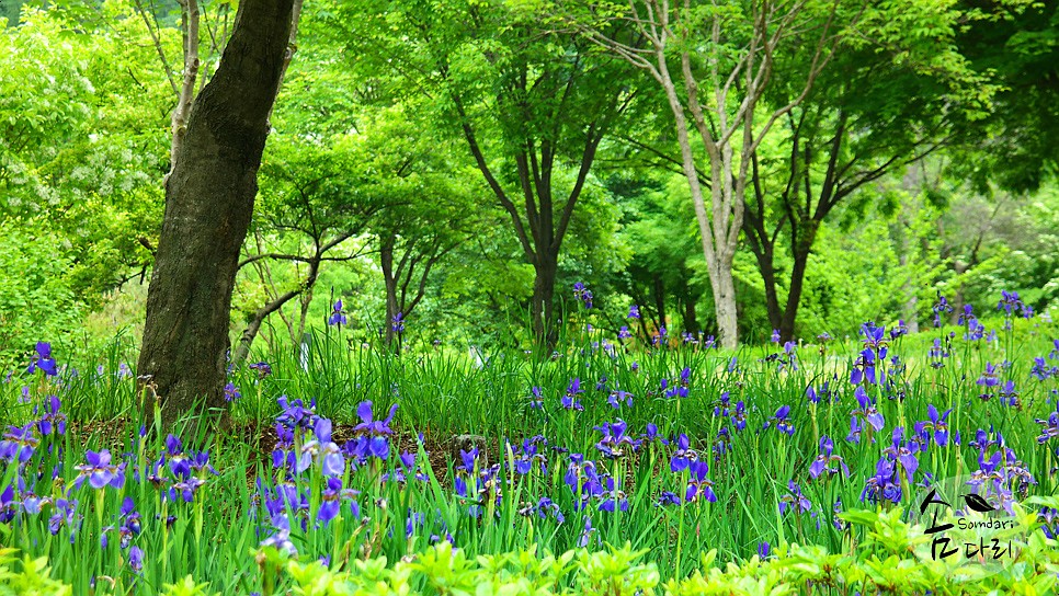 유명산 자연휴양림