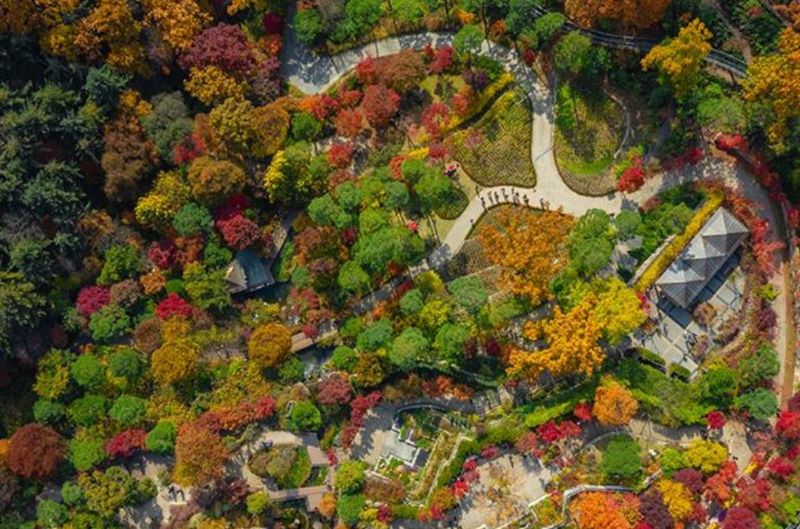 hwadam-forest-fall-foliage-viewing-tips