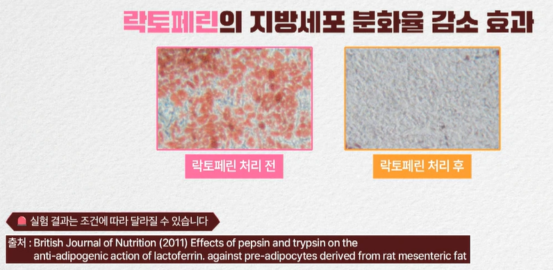 락토페린 복용법