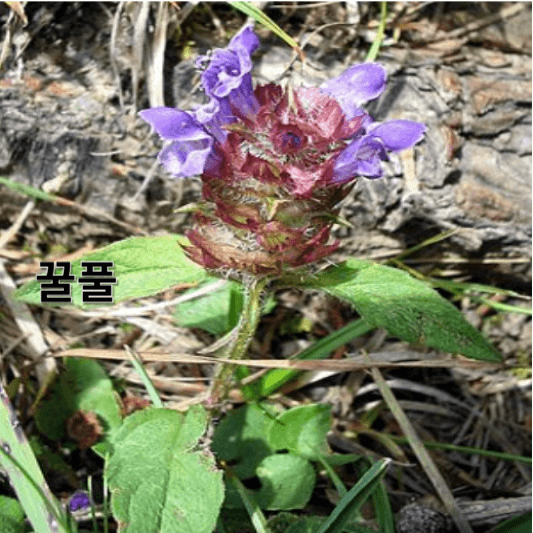 꿀풀의 영양소 및 효능, 채취방법, 요리 레시피