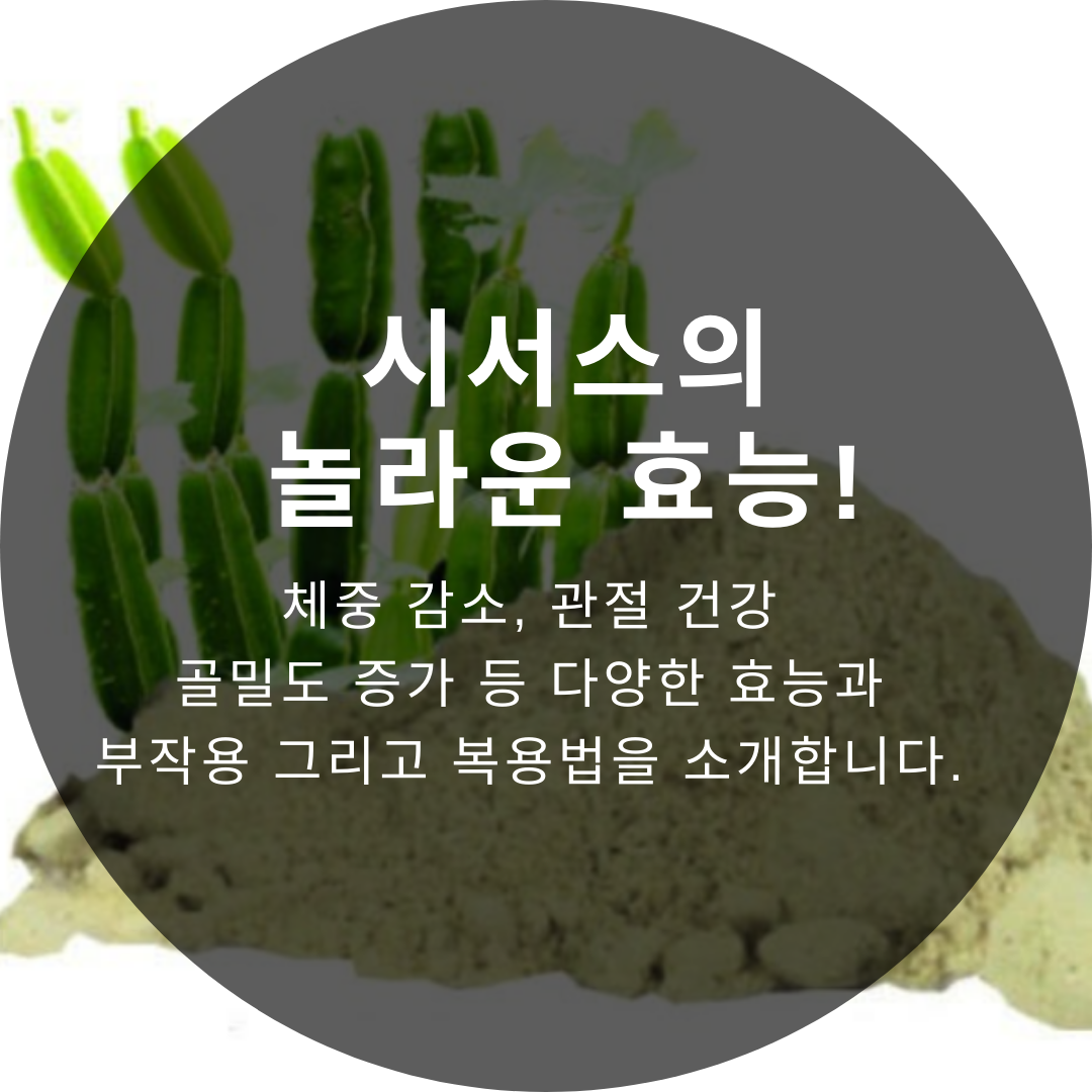 시서스 놀라운 효능! 체중 감소, 관절 건강, 골밀도 증가 등 다양한 효능 부작용 복용법 소개합니다.