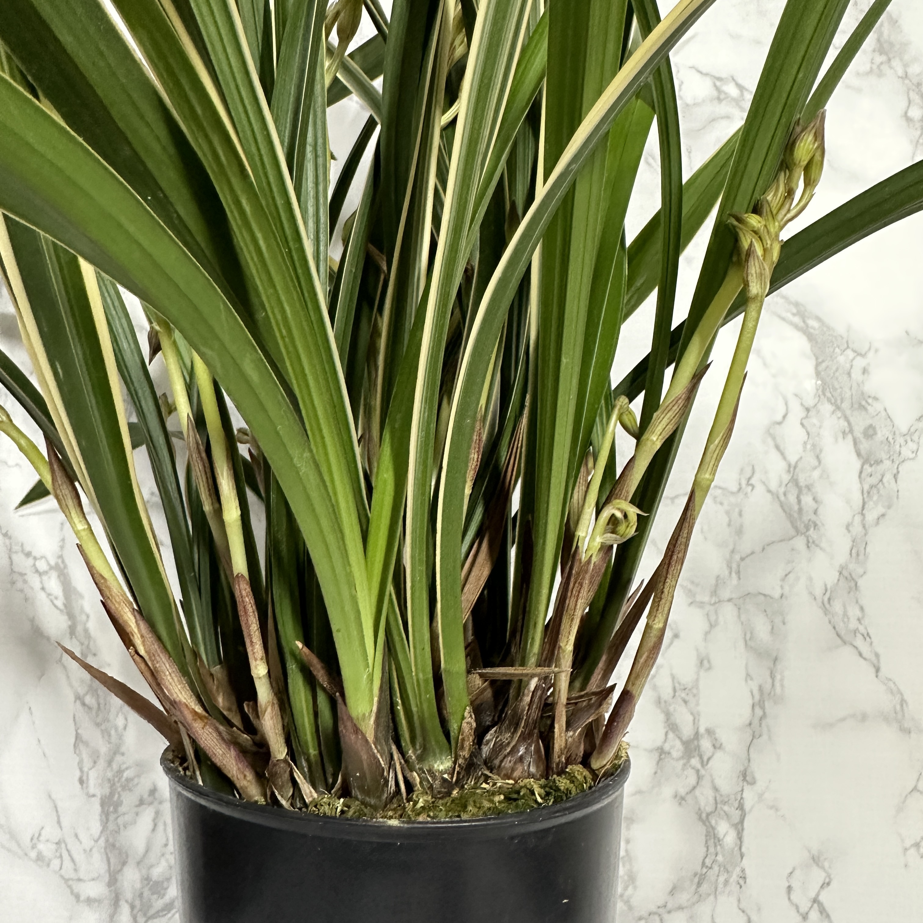 난 물주는 주기 동양란 물주기