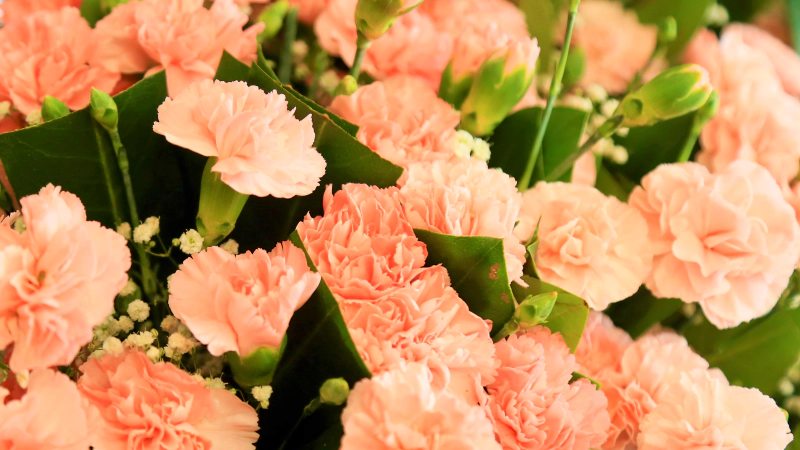 일별 탄생화 : 1월