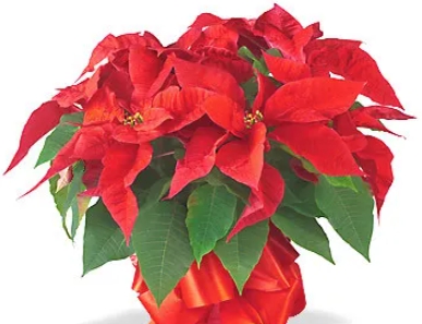 겨울 꽃 포인세티아