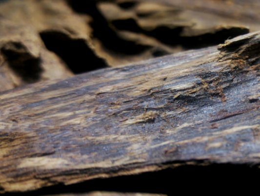 침향효능 및 침향 환, 침향가루 먹는 법