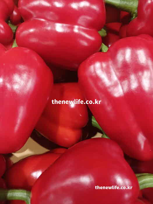 파프리카 효능 면역력 강화 캡산틴 성분
