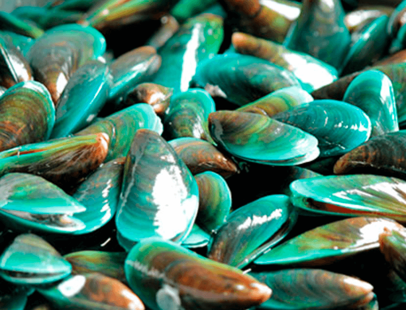 초록입홍합 사진