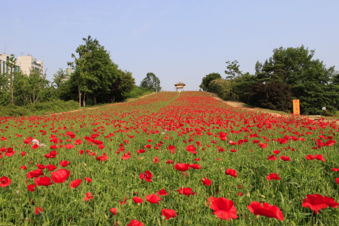 서울 올림픽공원 들꽃마루 꽃양귀비 장미광장