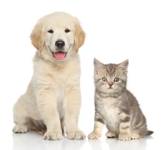 개 고양이 트라조돈 약물 사용 가이드와 주의사항 정리_5