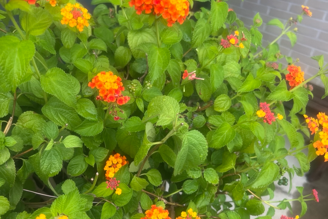 란타나(칠변화)