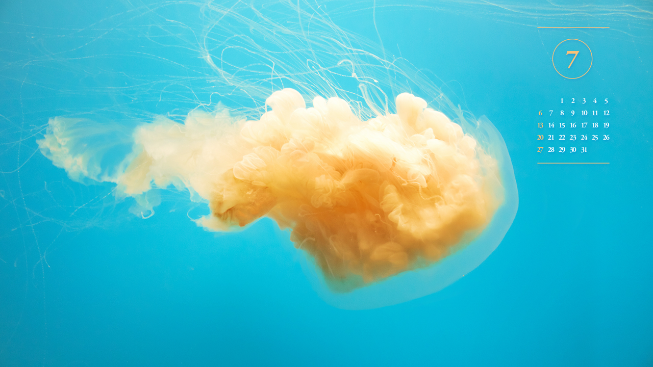 01 노란색 해파리 A - 2025년7월 노트북배경화면