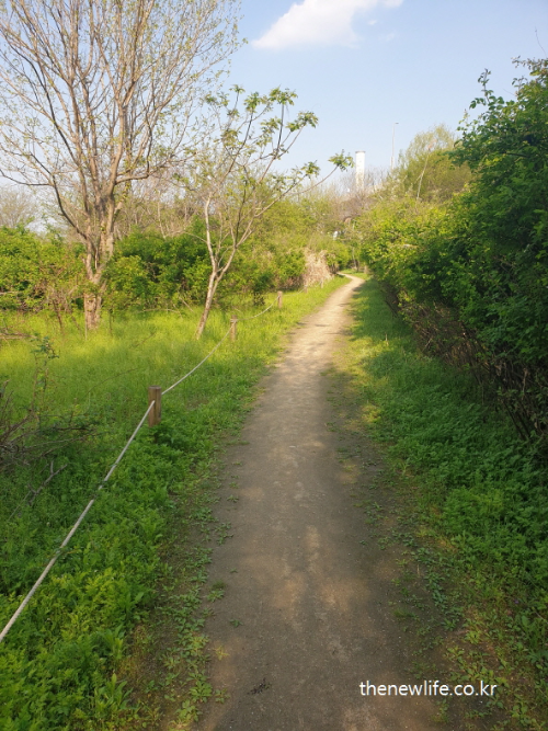 조용한 서울 고덕 산책길의 흙길 입구 / Quiet dirt entrance of Godeok forest trail in Seoul