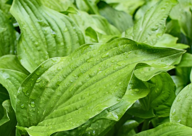 차전자피 효능 부작용