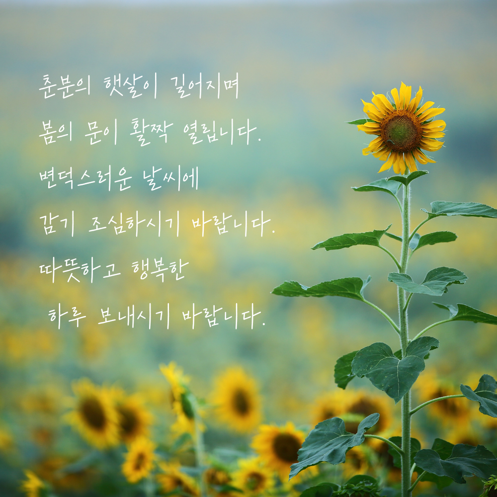 춘분 인사말 봄 안부 인사글귀 좋은 3월 인사이미지 문구 모음