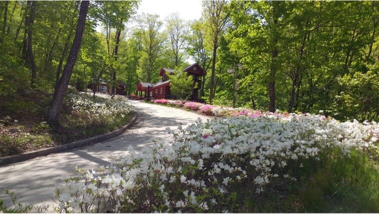 황정산자연휴양림 봄 사진