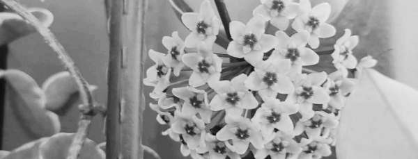 개화 시기: 매년 5월